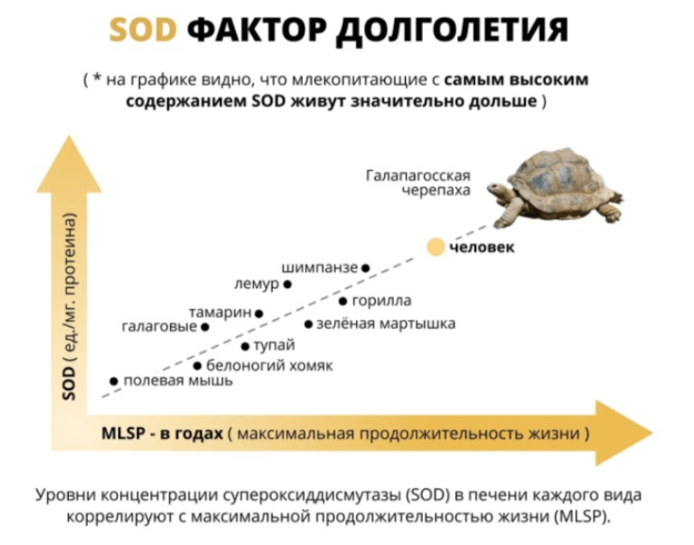 Продолжительность жизни в зависимости от SOD